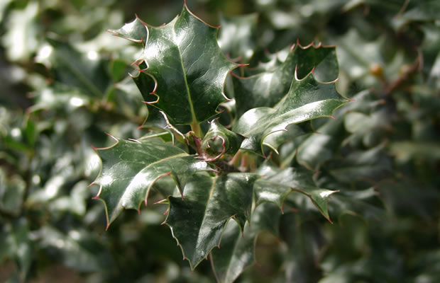 Bild von Ilex aquifolium – Gewöhnliche Stechpalme, Europäische Stechpalme, Gemeine Stechpalme, Gewöhnliche Hülse
