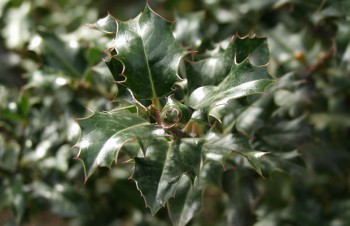 Thumbnail Ilex aquifolium – Gewöhnliche Stechpalme
