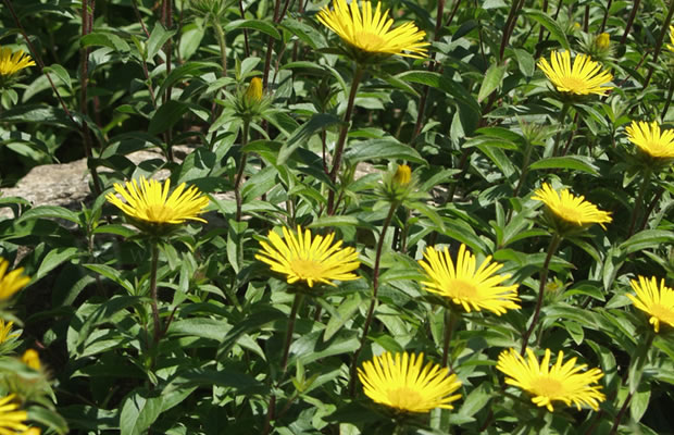 Bild von Inula hirta – Behaarter Alant, Rauhaariger Alant
