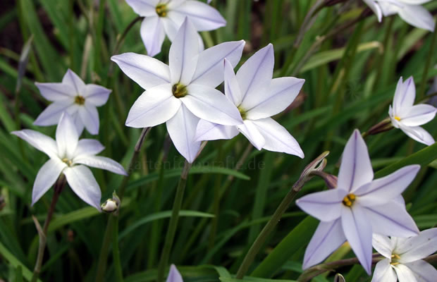 Bild von Ipheion unifolium – Einblütiger Frühlingsstern, Frühlingsstern