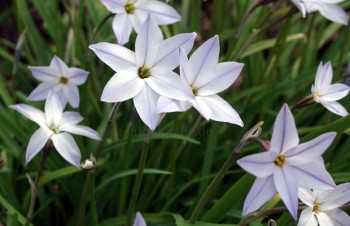 Thumbnail Ipheion unifolium – Einblütiger Frühlingsstern
