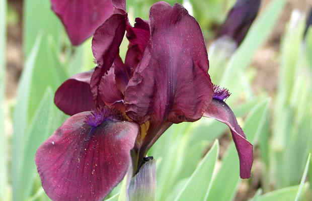 Bild von Iris  ‚Candy Apple‘ – Niedrige Bartiris, Ritterschwertlilie, Zwerg-Bart-Schwertlilie, Lilliput-Iris
