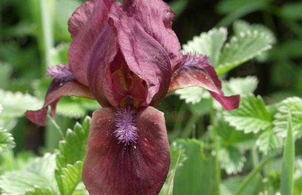 Bild von Iris  ‚Pastel Charme‘ – Niedrige Bartiris, Ritterschwertlilie, Zwerg-Bart-Schwertlilie, Lilliput-Iris