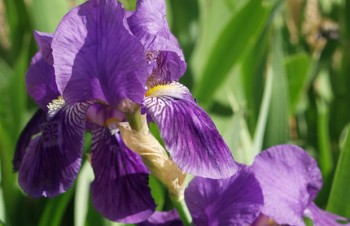 Thumbnail Iris x germanica – Deutsche Schwertlilie