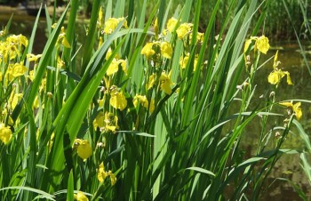 Thumbnail Iris pseudacorus – Sumpf-Schwertlilie