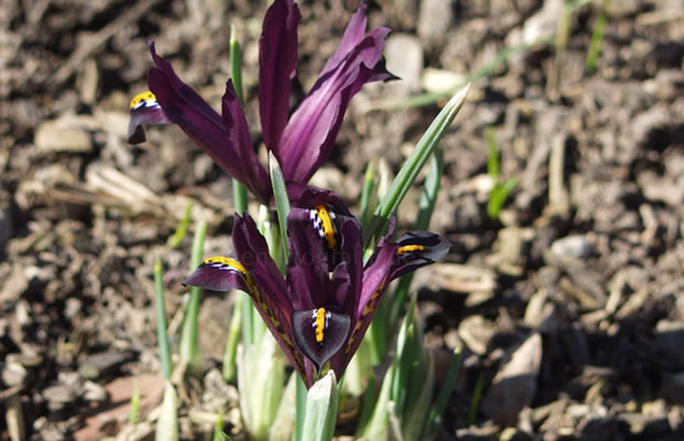 Bild von Iris reticulata ‚Joyce‘ – Netzblatt-Schwertlilie, Netzblatt-Iris, Zwerg-Iris, Netz-Schwertlilie, Kaukasus-Schwertlilie