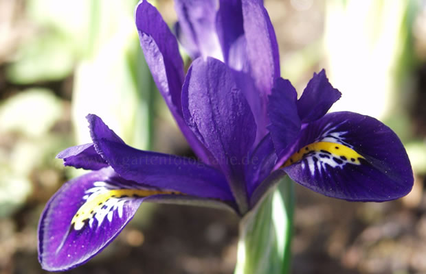Bild von Iris reticulata – Netzblatt-Schwertlilie, Netzblatt-Iris, Zwerg-Iris, Netz-Schwertlilie, Kaukasus-Schwertlilie