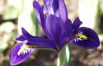 Thumbnail Iris reticulata – Netzblatt-Schwertlilie