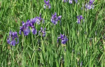 Thumbnail Iris versicolor – Verschiedenfarbige Schwertlilie