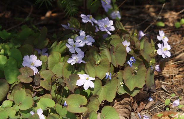 Bild von Jeffersonia dubia – Herzblattschale, Jeffersonie