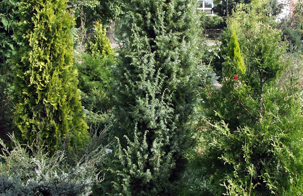 Bild von Juniperus communis ‚Dresdner Heide‘ – Wacholder, Heide-Wacholder, Machandelbaum, Kranewittbaum, Reckholder, Weihrauchbaum, Feuerbaum