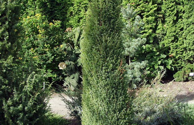 Bild von Juniperus communis ‚Gold Cone‘ – Wacholder, Heide-Wacholder, Machandelbaum, Kranewittbaum, Reckholder, Weihrauchbaum, Feuerbaum