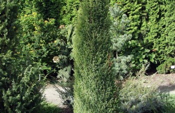 Thumbnail Juniperus communis ‚Gold Cone‘ – Wacholder