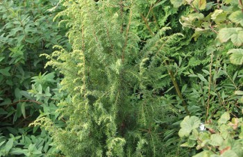Thumbnail Juniperus communis ‚Goldmachandel‘ – Wacholder
