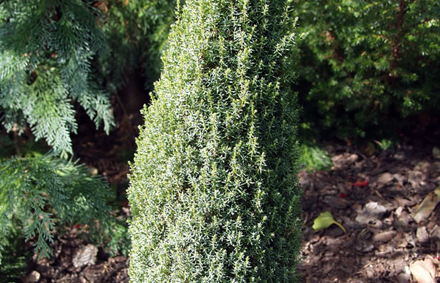 Bild von Juniperus communis – Wacholder, Heide-Wacholder, Machandelbaum, Kranewittbaum, Reckholder, Weihrauchbaum, Feuerbaum