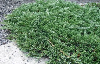 Thumbnail Juniperus horizontalis ‚Glauca‘ – Kriech-Wacholder