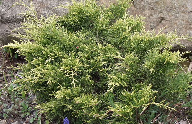 Bild von Juniperus x media ‚Golden Saucer‘ – Wacholder