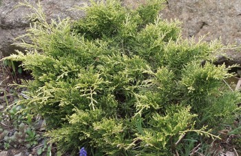 Thumbnail Juniperus x media ‚Golden Saucer‘ – Wacholder