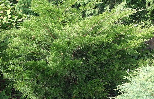 Bild von Juniperus x media ‚Mint Julep‘ – Grüner Strauchwacholder, Grüner Prachtwacholder