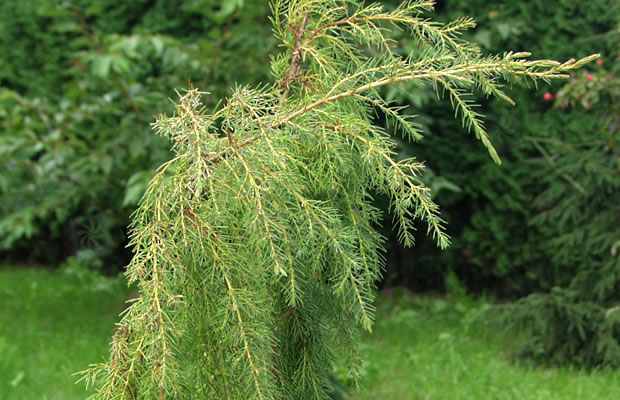 Bild von Juniperus rigida – Trauer-Wacholder