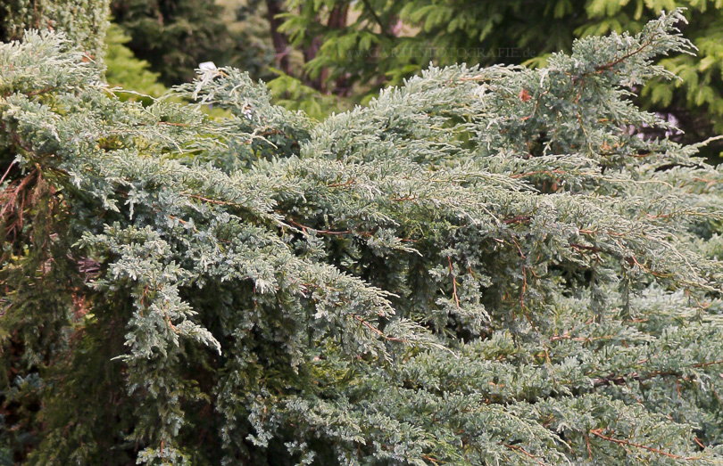 Bild von Juniperus squamata ‚Blue Carpet‘ – Beschuppter Wacholder, Schuppiger Wacholder