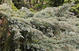 Thumbnail Juniperus squamata ‚Blue Carpet‘ – Beschuppter Wacholder
