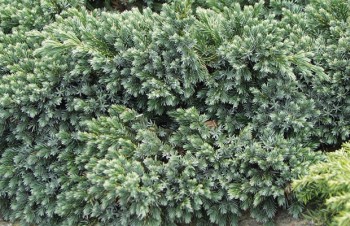 Thumbnail Juniperus squamata ‚Blue Star‘ – Beschuppter Wacholder