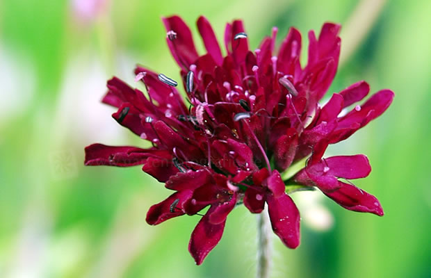 Bild von Knautia macedonica – Rote Witwenblume, Knautie