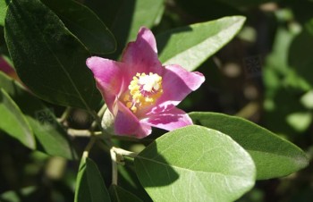 Thumbnail Lagunaria patersonii – Norfolk-Hibiskus