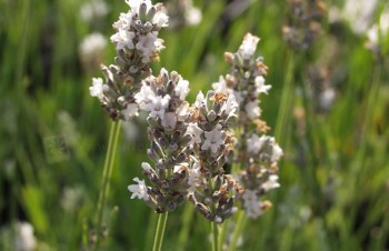 Thumbnail Lavandula angustifolia ‚Alba‘ – Weißblühender Lavendel