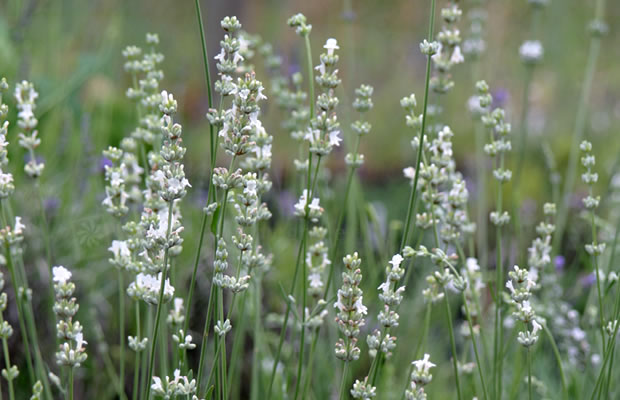 Bild von Lavandula x intermedia ‚Edelweiß‘ – Weißblühender Provence-Lavendel