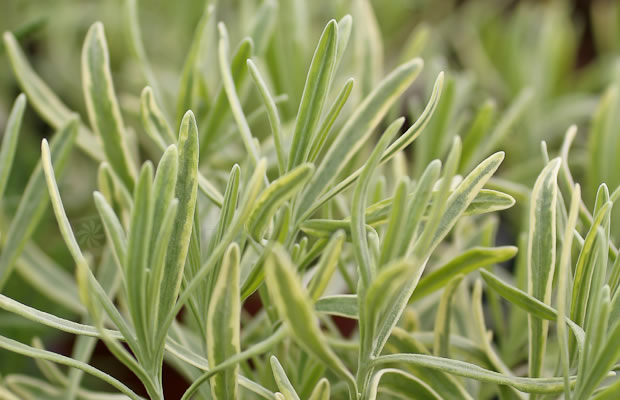 Bild von Lavandula angustifolia ‚Goldburg‘ – Gelbgrüner Lavendel