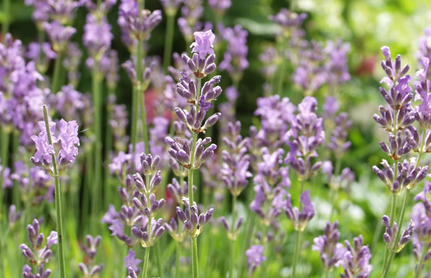 Bild von Lavandula angustifolia – Lavendel, Schmalblättriger Lavendel
