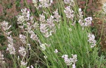 Thumbnail Lavandula angustifolia ‚Rosea‘ – Rosablühender Lavendel