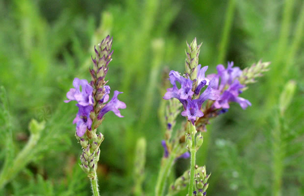 Bild von Lavandula canariensis – Kanarischer Lavendel