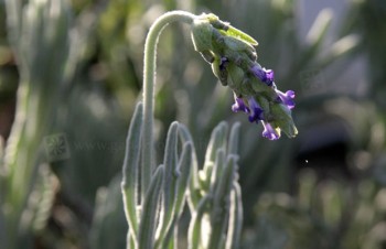 Thumbnail Lavandula lanata – Wolliger Lavendel