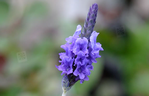 Bild von Lavandula pinnata – Kanarischer Lavendel