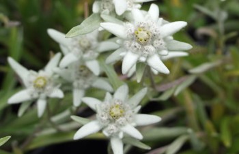 Thumbnail Leontopodium alpinum – Alpen-Edelweiß