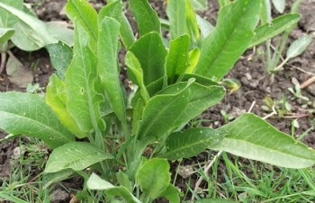 Thumbnail Lepidium latifolium – Gartenkresse