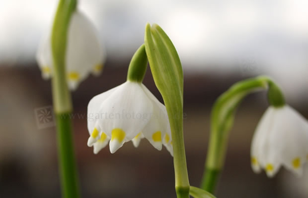 Bild von Leucojum vernum var. carpathicum – Märzenbecher, Frühlings-Knotenblume, Märzbecher, Märzglöckchen, Großes Schneeglöckchen