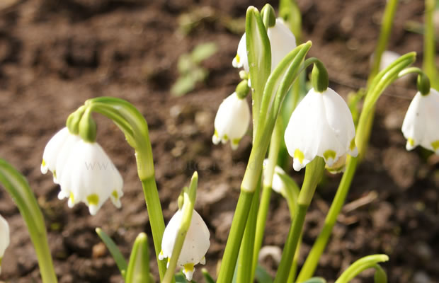 Bild von Leucojum vernum var. vagneri – Märzenbecher, Frühlings-Knotenblume, Märzbecher, Märzglöckchen, Großes Schneeglöckchen