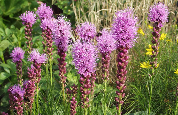 Bild von Liatris spicata – Ährige Prachtscharte