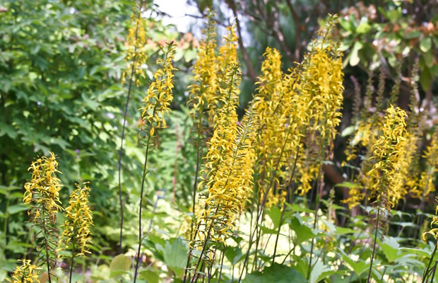 Bild von Ligularia przewalskii – Przewalski-Kerzengoldkolben