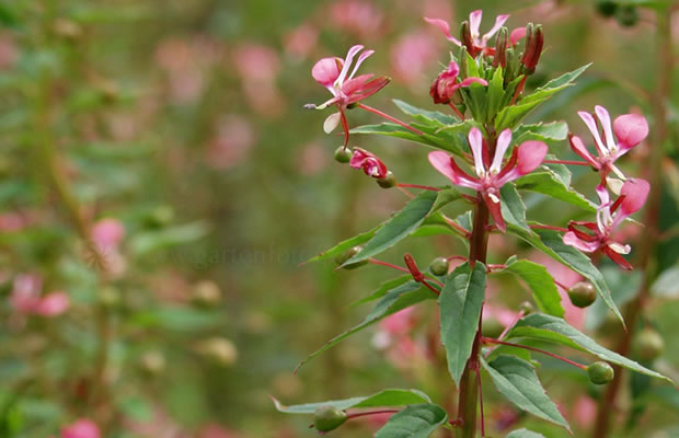 Bild von Lopezia coronata – Mexikanische Lopezie
