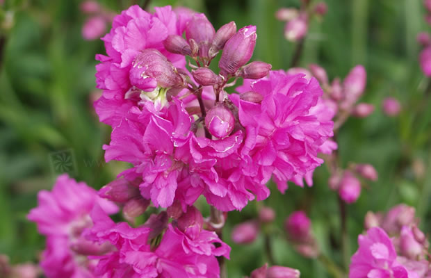 Bild von Lychnis viscaria ‚Plena‘ – Gefüllte Pechnelke