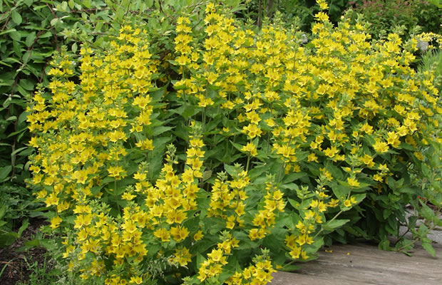 Lysimachia punctata - Gold-Felberich › PflanzenReich