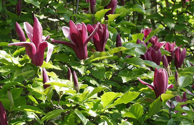 Bild von Magnolia liliiflora ‚Nigra‘ – Purpur-Magnolie