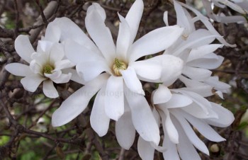 Thumbnail Magnolia stellata – Stern-Magnolie