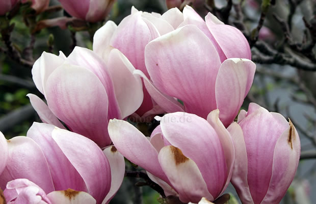 Bild von Magnolia x soulangeana – Tulpen-Magnolie