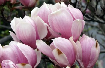 Thumbnail Magnolia x soulangeana – Tulpen-Magnolie